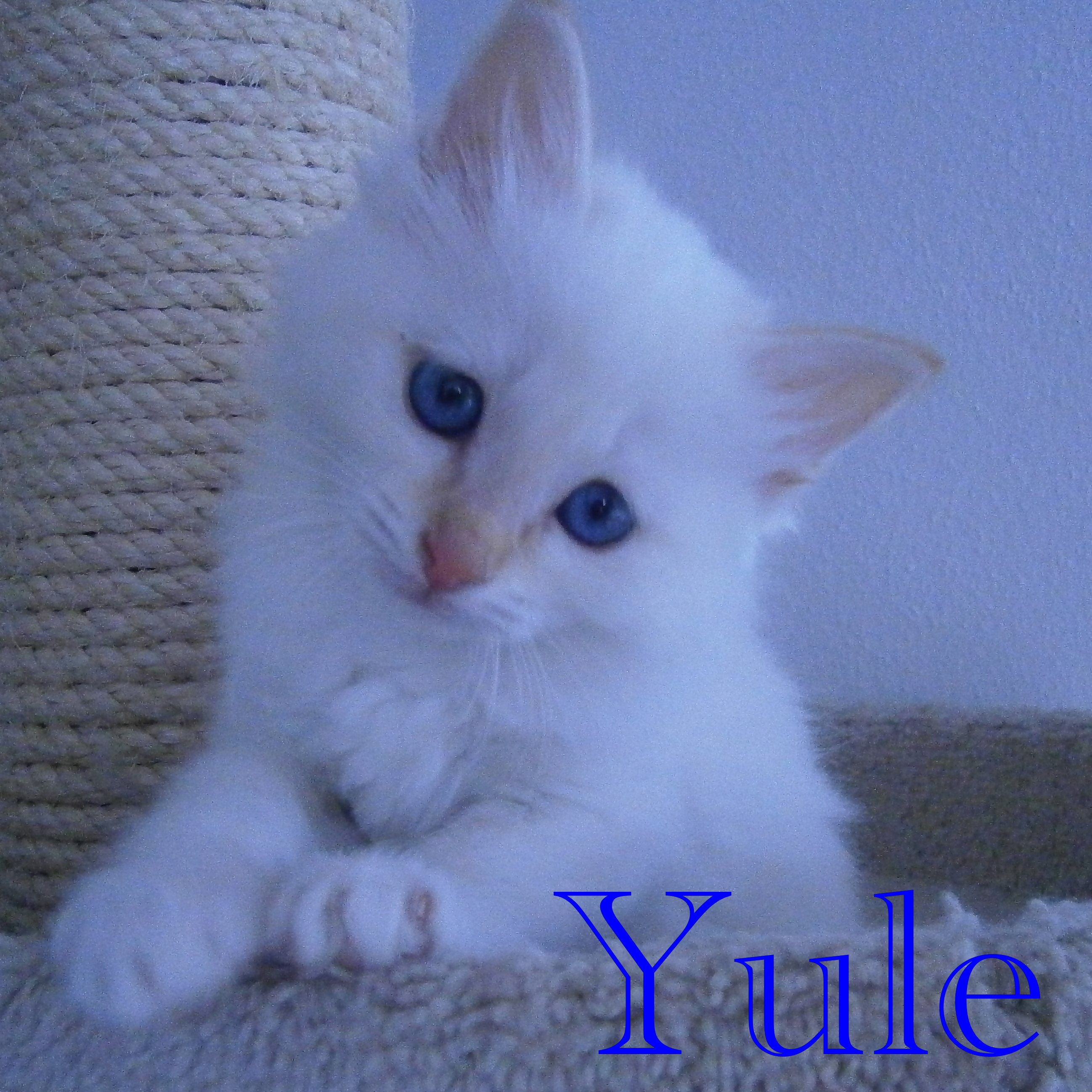 Yule – Birma (Heilige Birma) Kitten