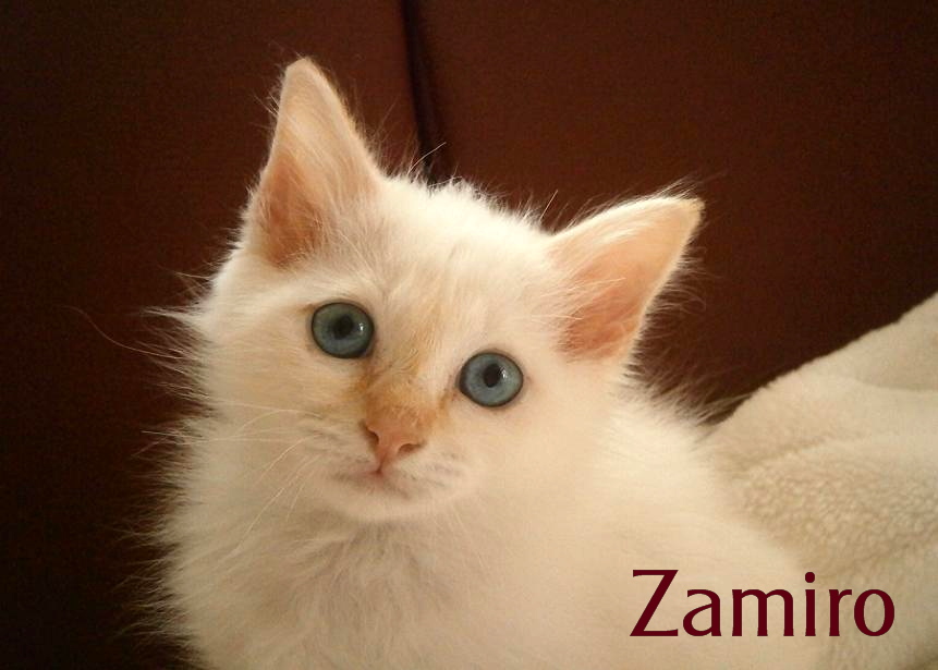Zamiro