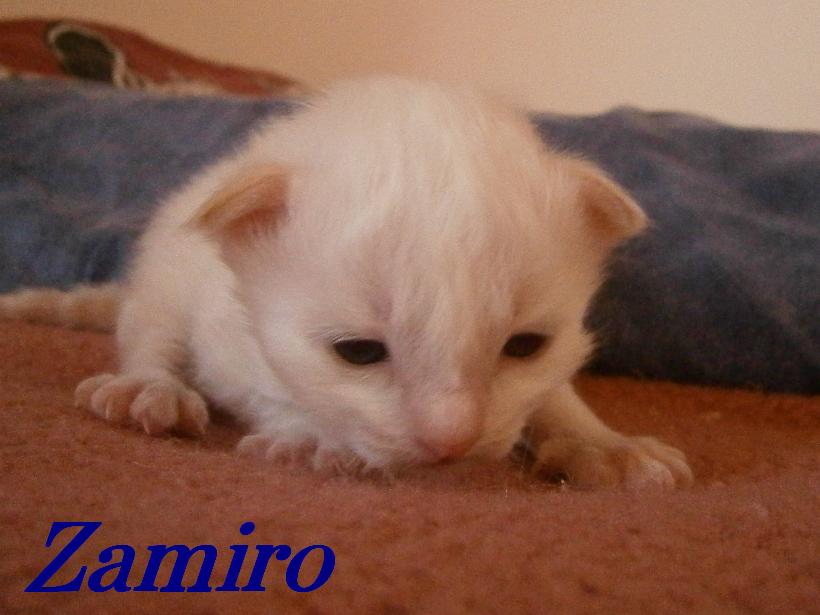 Zamiro – Birma (Heilige Birma) Kitten – Foto 2