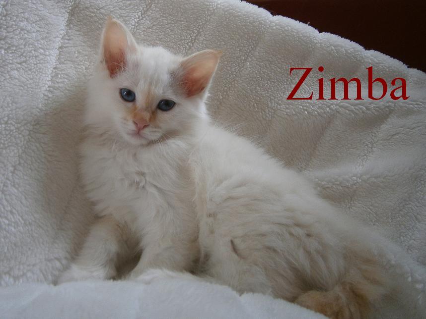 Zimba