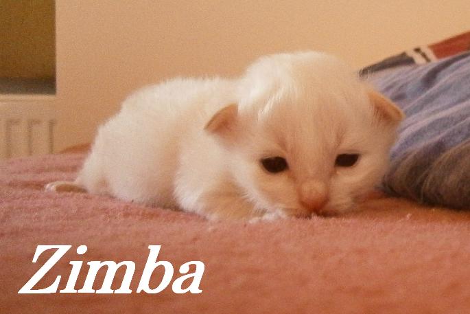 Zimba – chaton Sacré de Birmanie – Photo 3