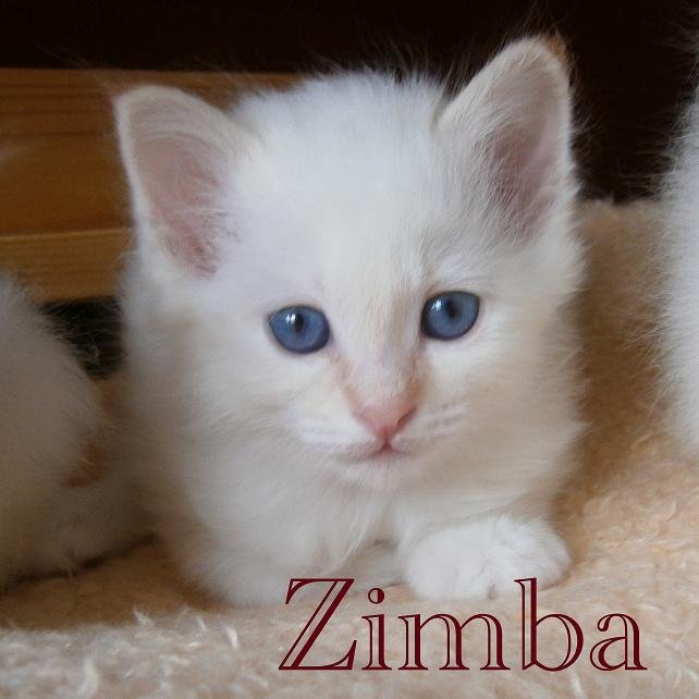 Zimba – chaton Sacré de Birmanie – Photo 2