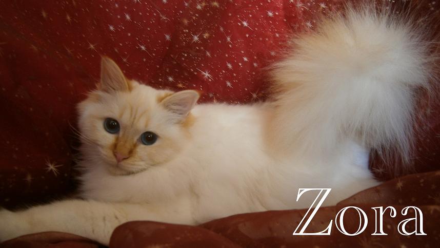 Zora the cosy One – Sacré de Birmanie, Red Tabby Point – Photo 3