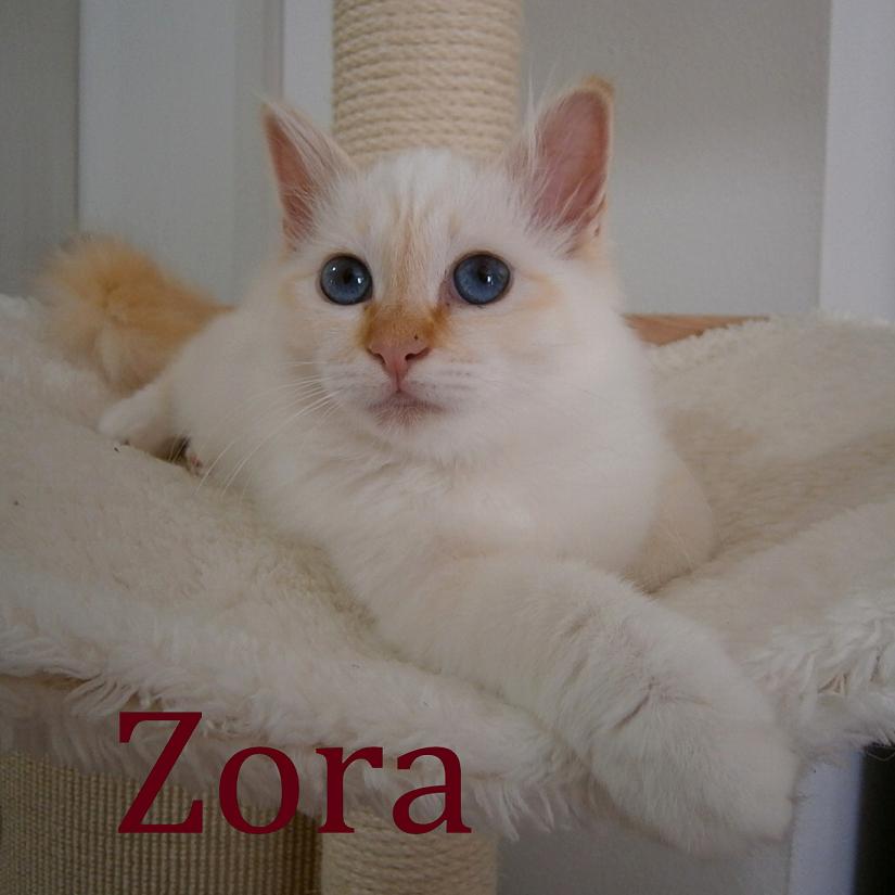 Zora the cosy One – Sacré de Birmanie, Red Tabby Point – Photo 5