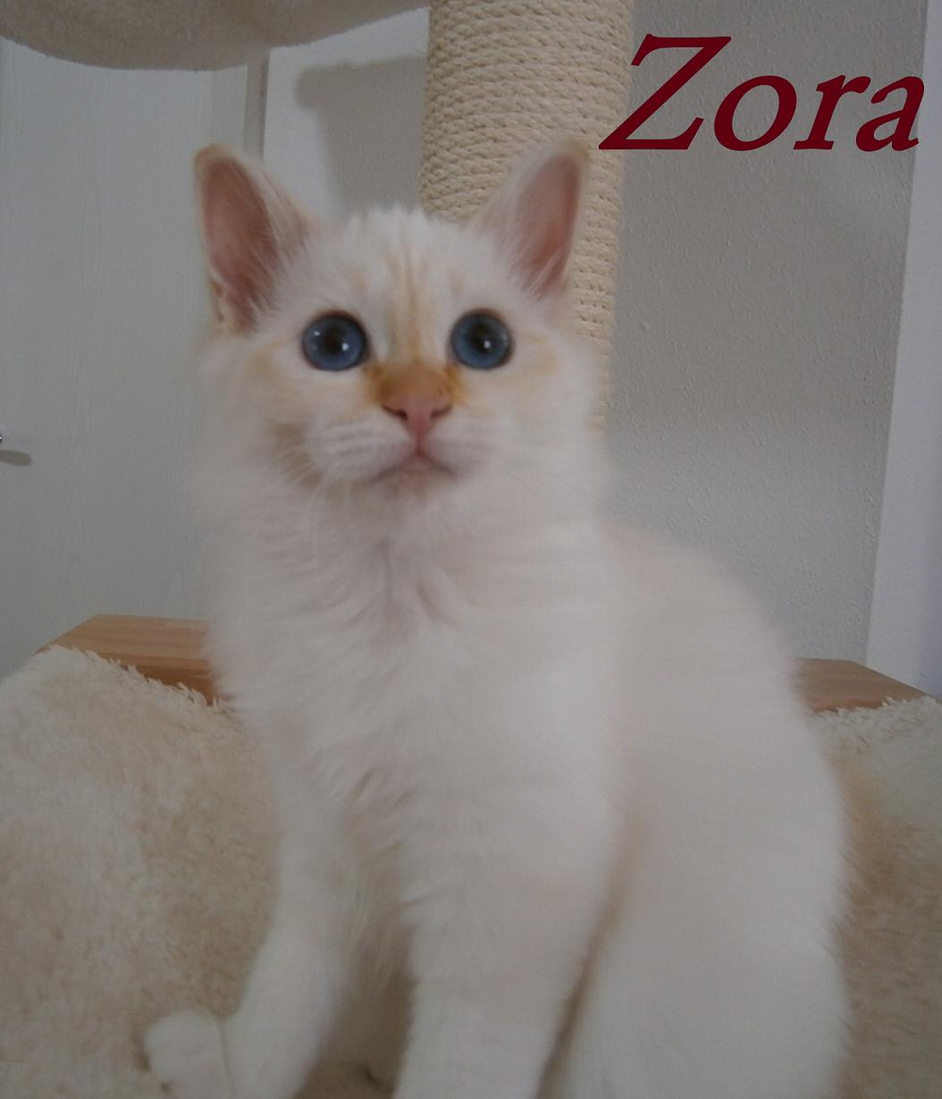 Zora the cosy One – Sacré de Birmanie, Red Tabby Point – Photo 4