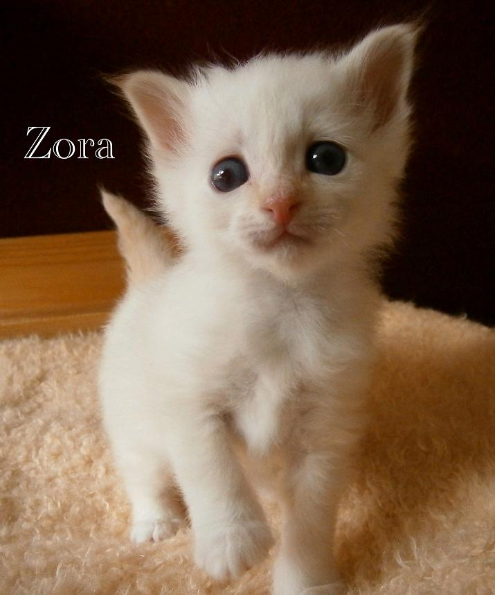 Zora the cosy One – Birma (Heilige Birma) Kitten – Foto 3