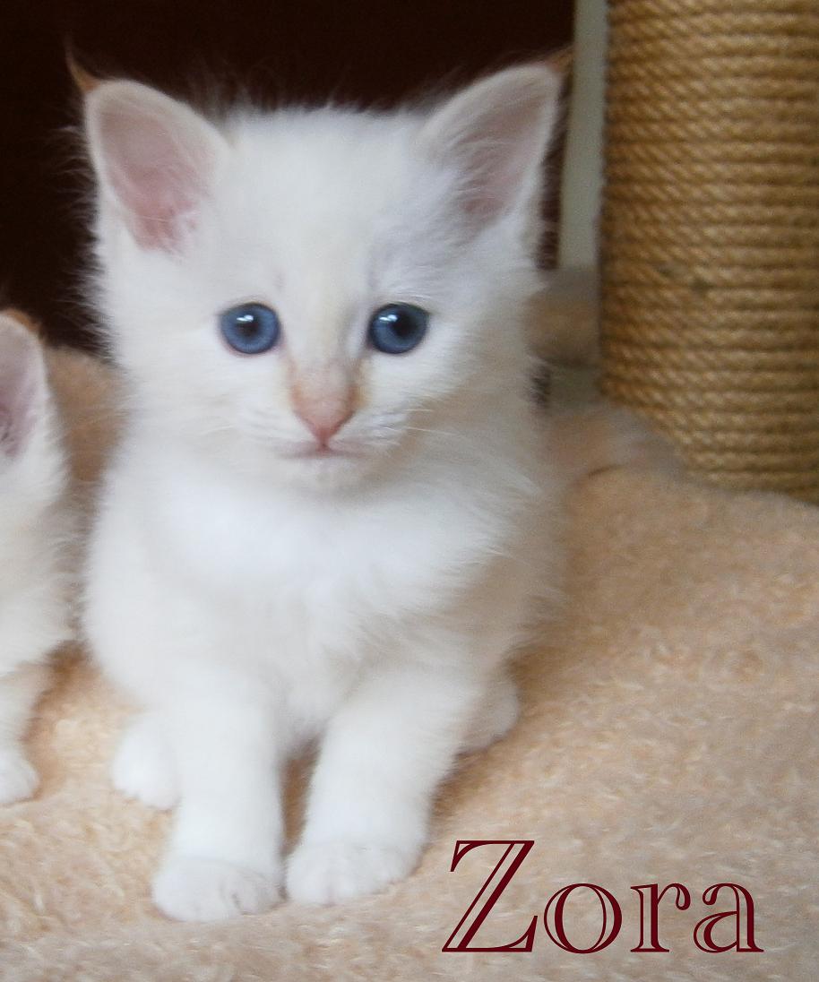 Zora the cosy One – Birma (Heilige Birma) Kitten – Foto 2