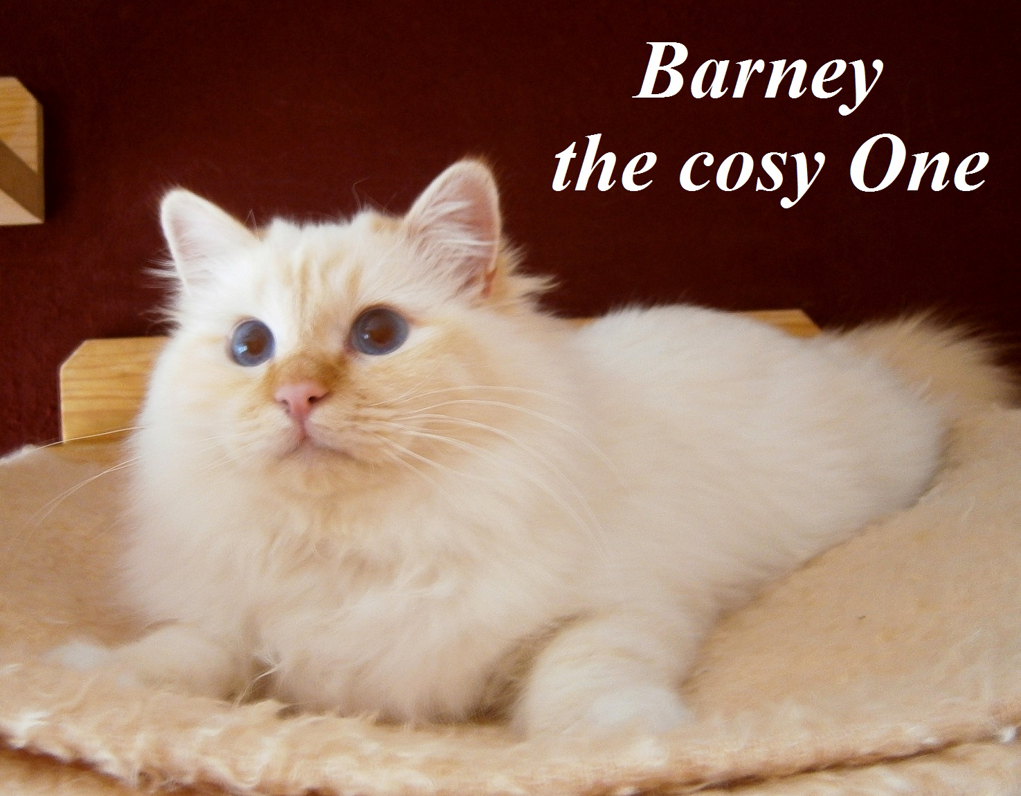 Barney the cosy One – Heilige Birma, Red Tabby Point – Foto 5
