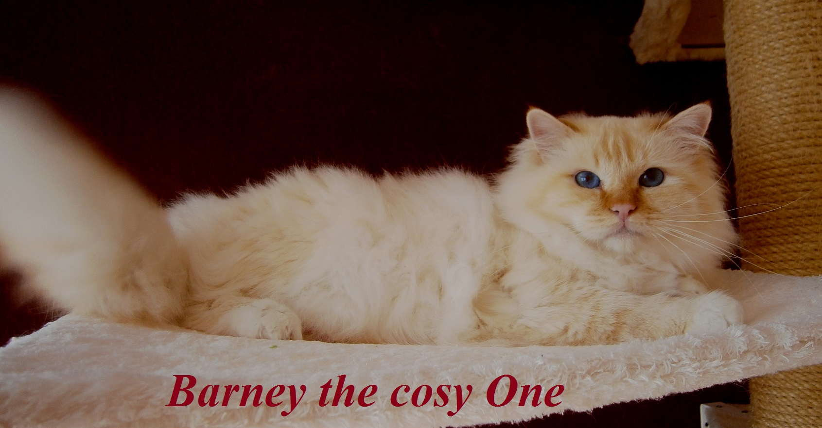 Barney the cosy One – Heilige Birma, Red Tabby Point – Foto 3