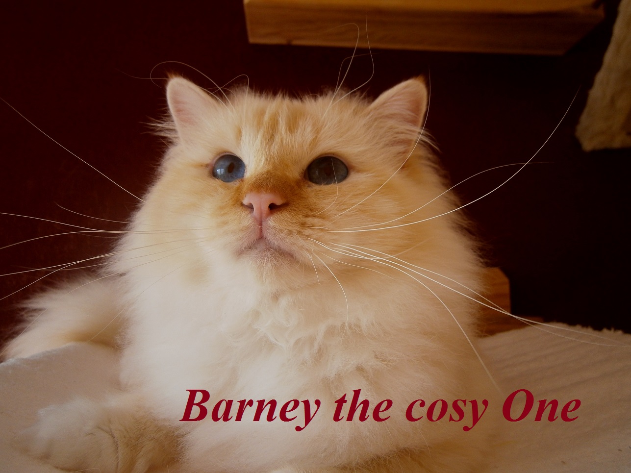 Barney the cosy One – Heilige Birma, Red Tabby Point – Foto 4
