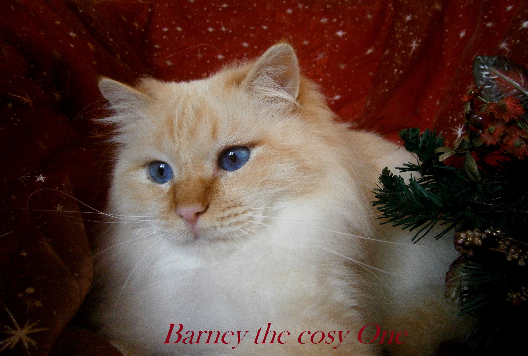 Barney the cosy One – Heilige Birma, Red Tabby Point – Foto 2