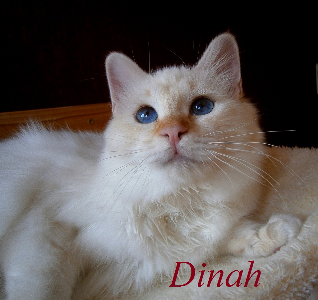 Dinah the cosy One – Heilige Birma, Red Tabby Point – Foto 3