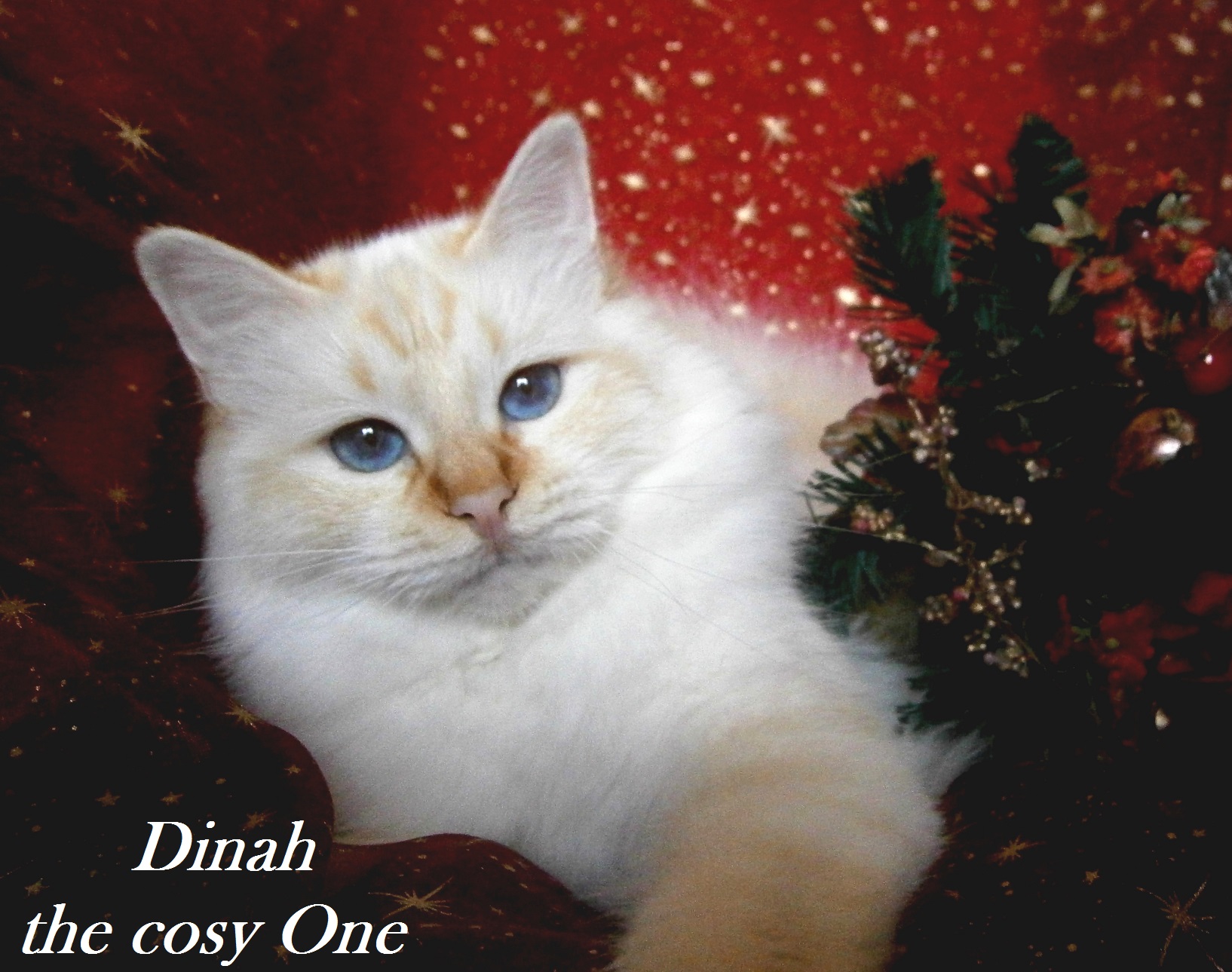 Dinah the cosy One – Heilige Birma, Red Tabby Point – Foto 2