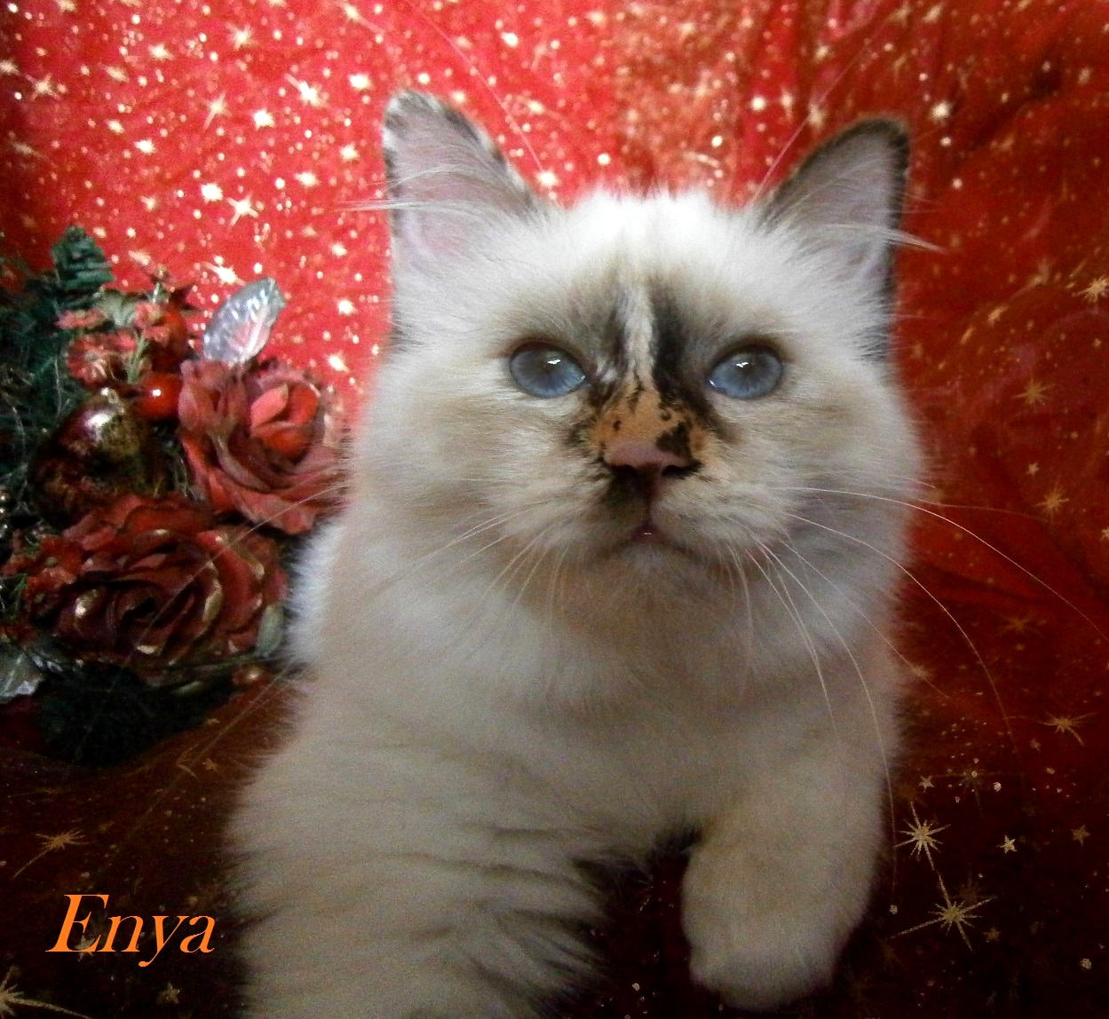 A* Enya von Mystic Eye – Heilige Birma, Chocolate Tortie Point