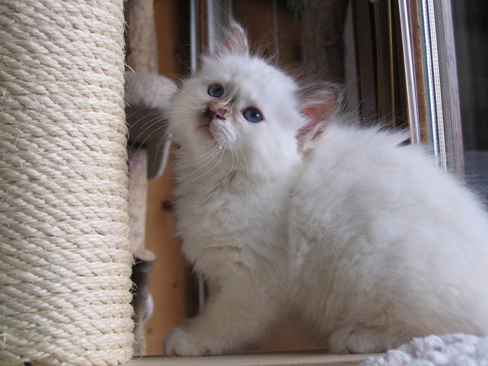 A* Enya von Mystic Eye – Heilige Birma, Chocolate Tortie Point – Foto 2