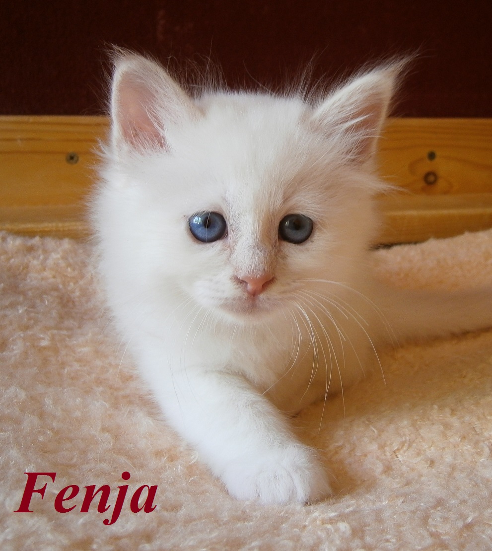 Fenja the cosy One – Birma (Heilige Birma) Kitten, Cream Point – Foto 2