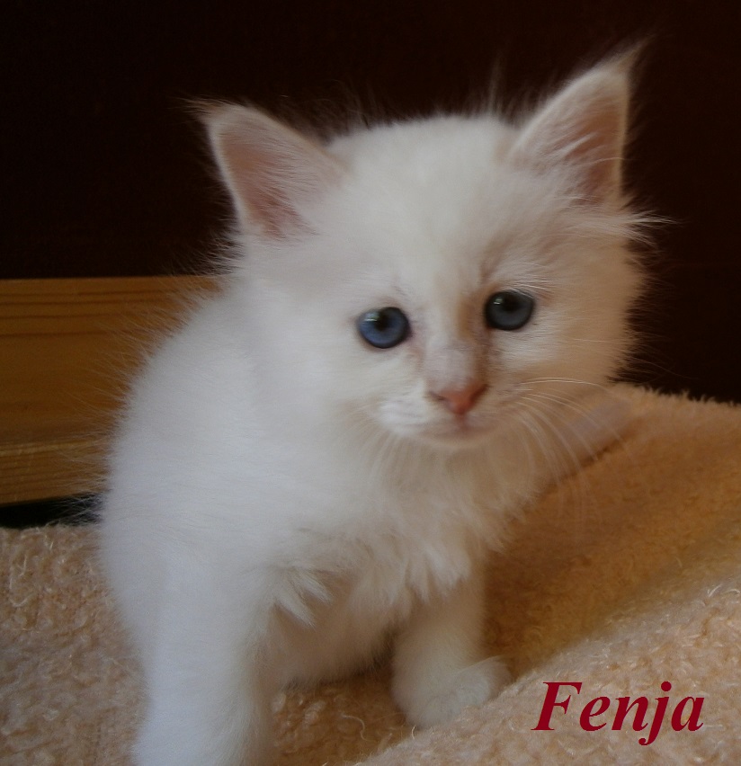 Fenja the cosy One – Birma (Heilige Birma) Kitten, Cream Point – Foto 3