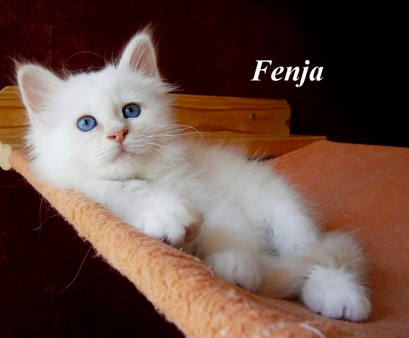 Fenja the cosy One