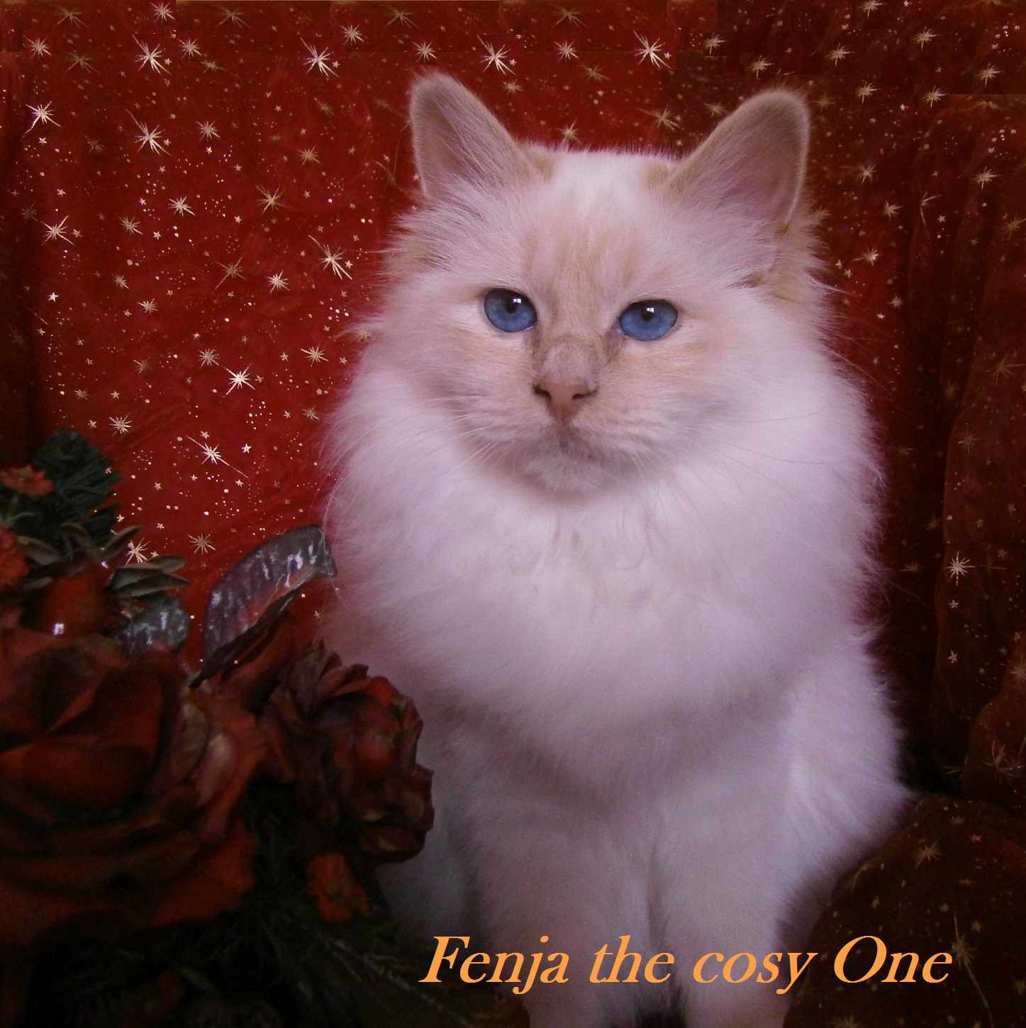 Fenja the cosy One
