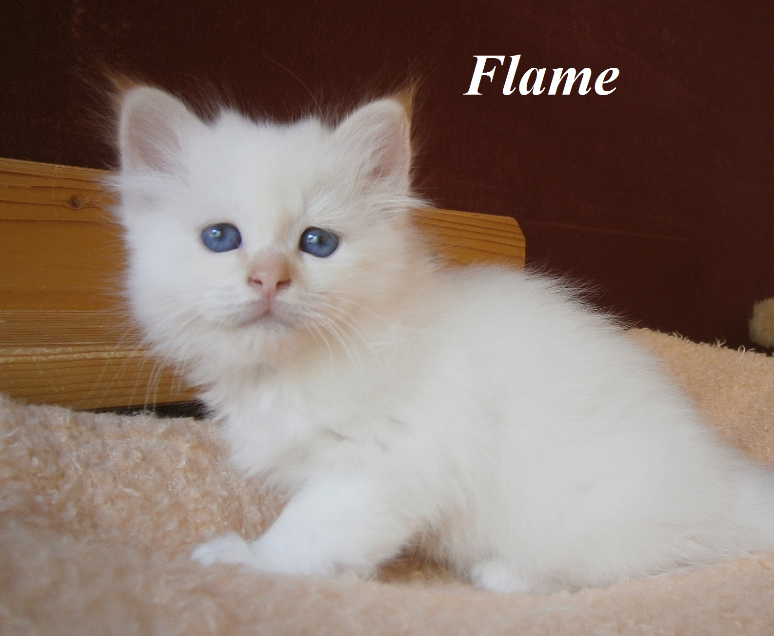 Flame – Birman (Sacred Birman) kitten, Red Tabby Point – Photo 3