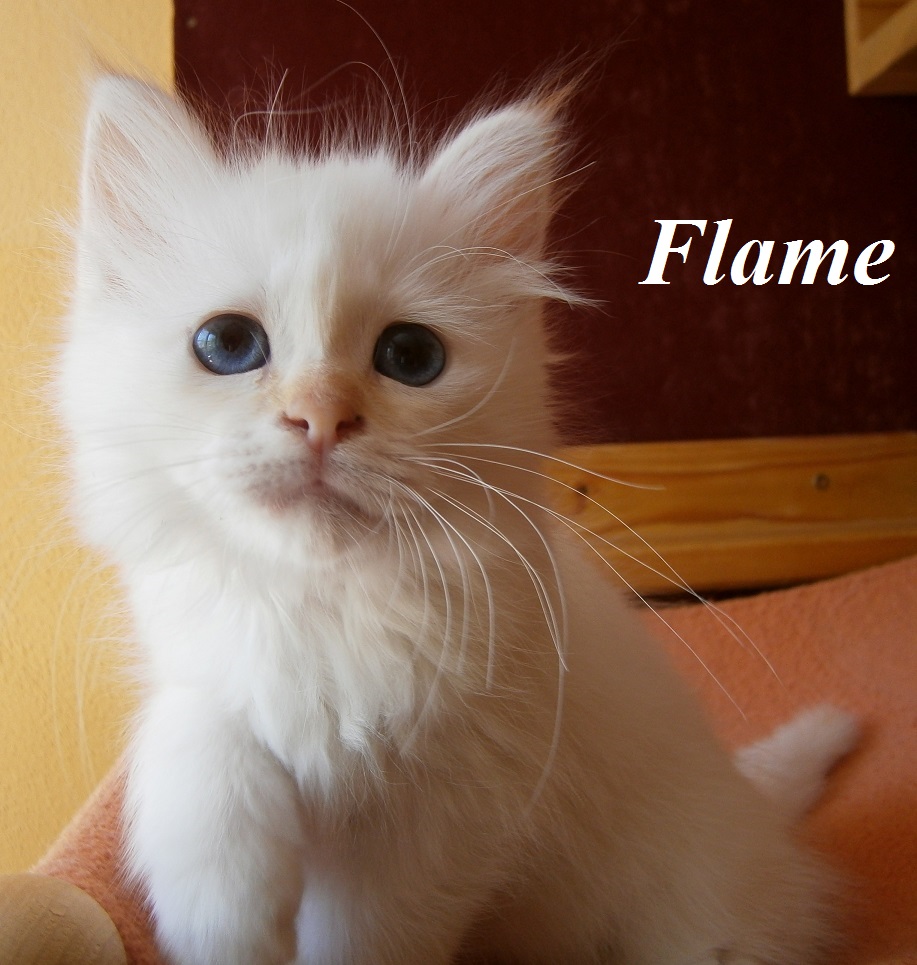 Flame – Birman (Sacred Birman) kitten, Red Tabby Point – Photo 2
