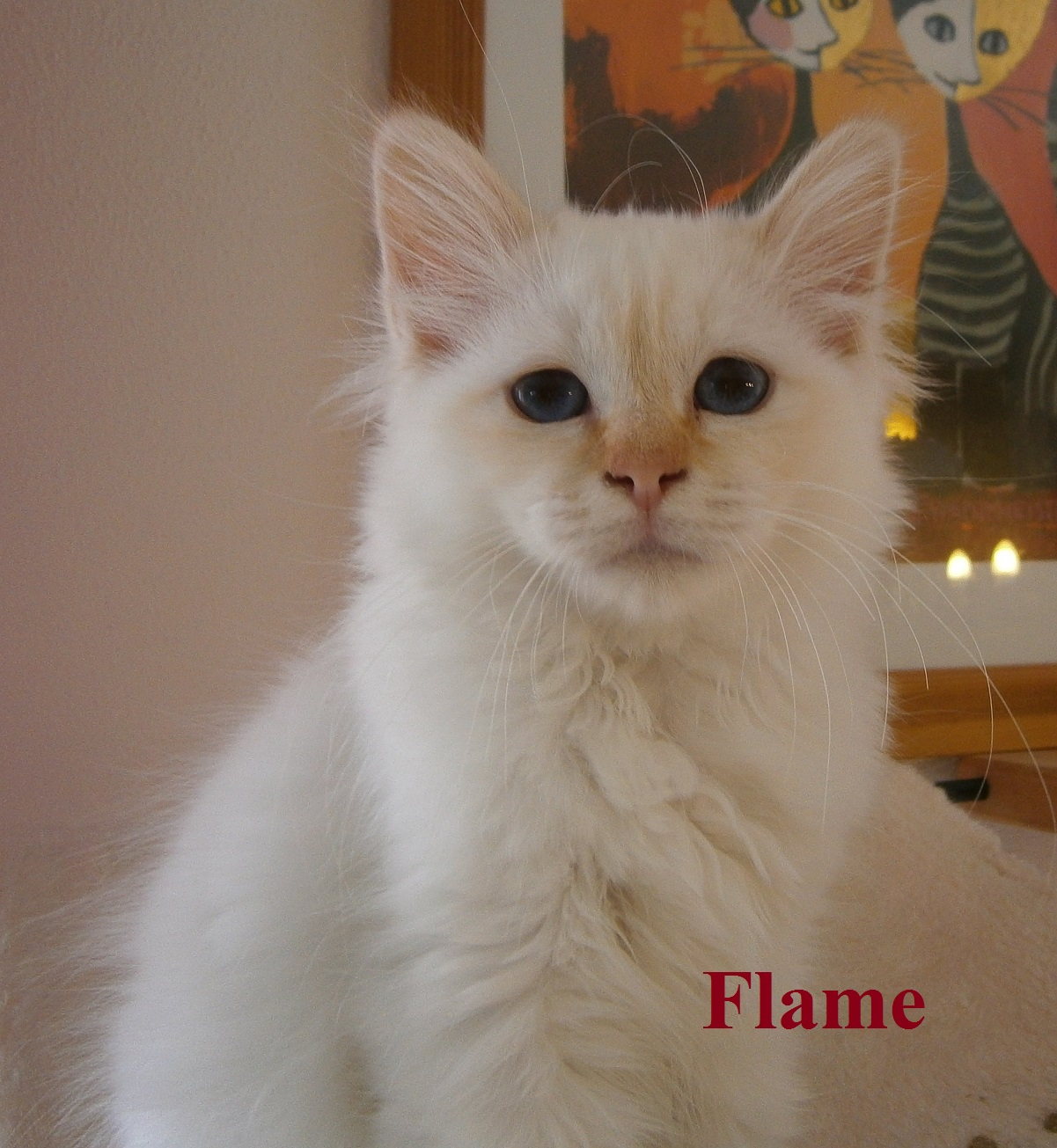 Flame – Birman (Sacred Birman) kitten, Red Tabby Point