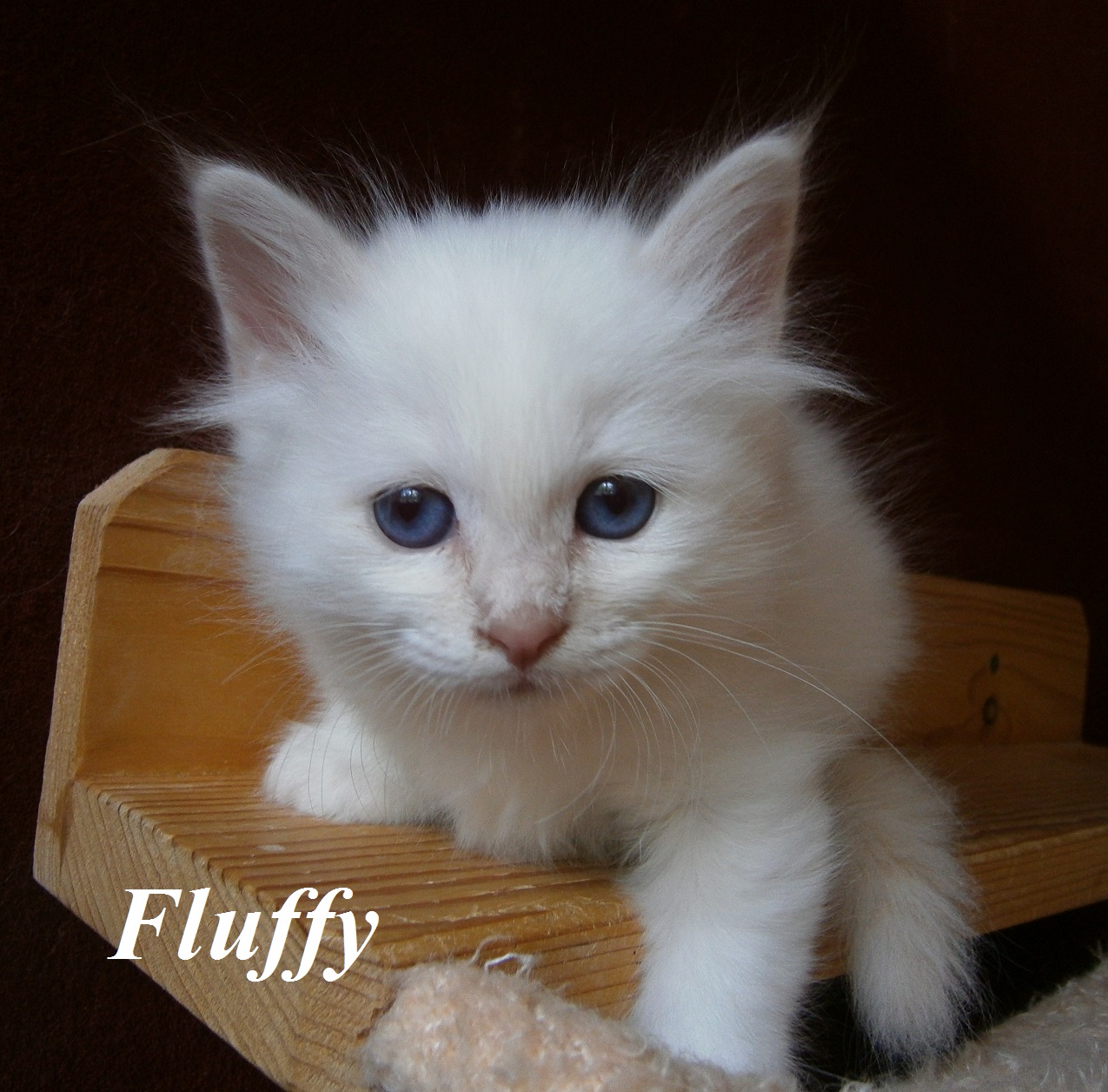 Fluffy – Birman (Sacred Birman) kitten, Cream Point – Photo 3