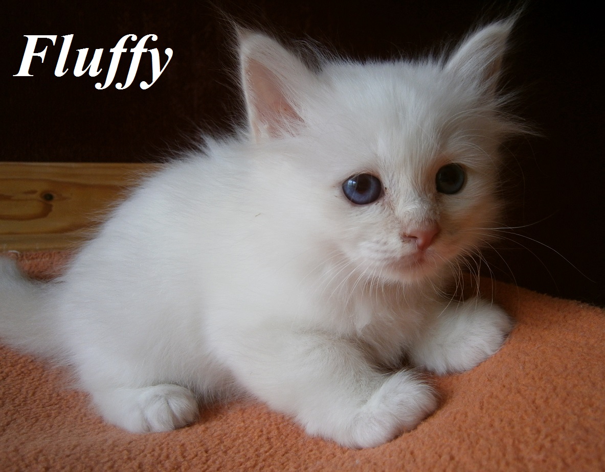 Fluffy – Birman (Sacred Birman) kitten, Cream Point – Photo 2