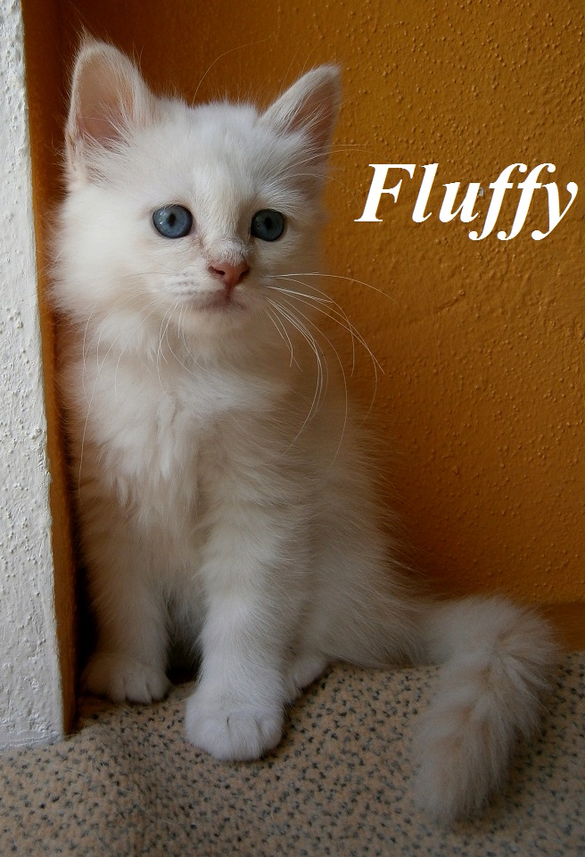 Fluffy