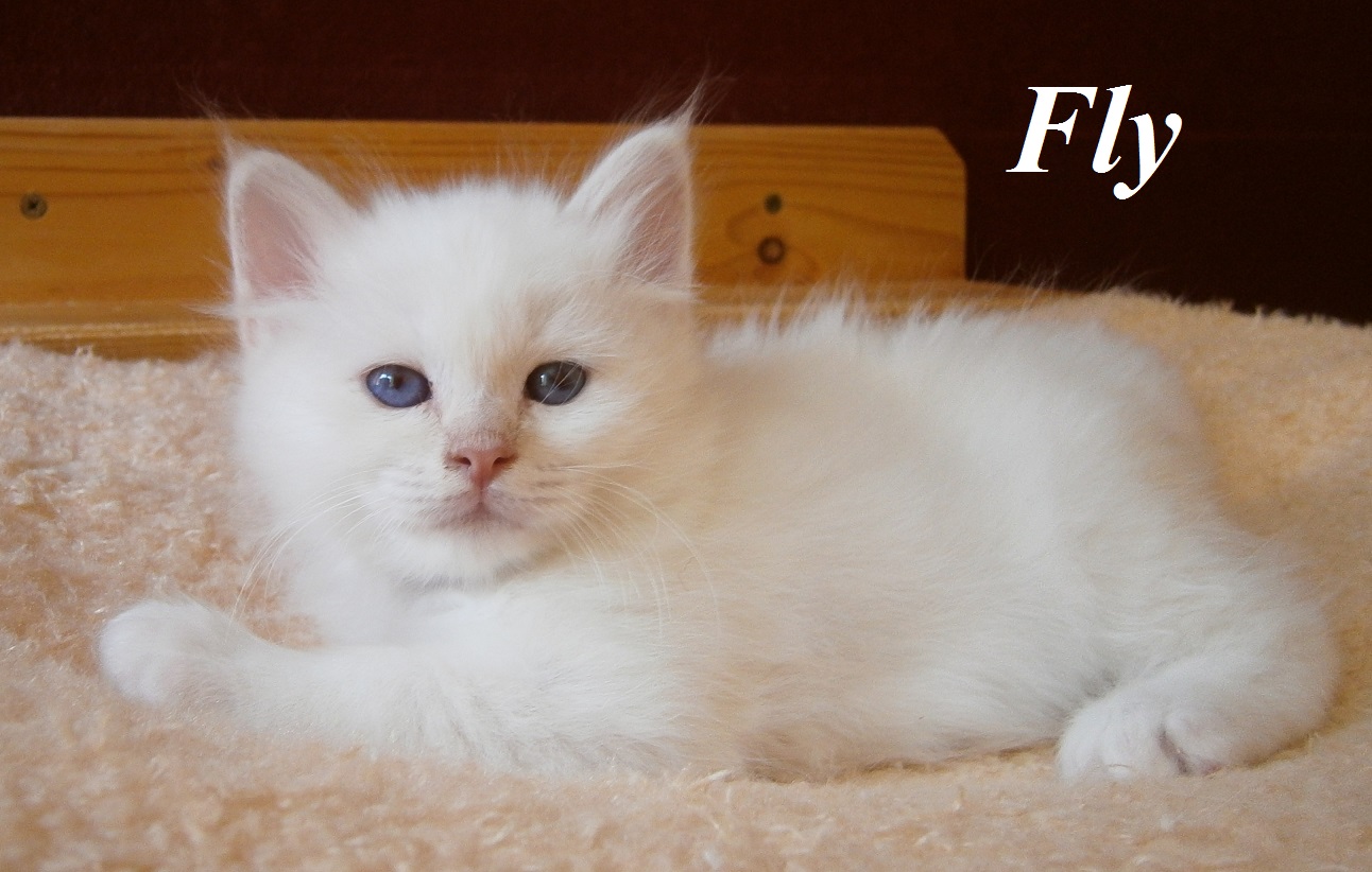 Fly the cosy One – Birma (Heilige Birma) Kitten, Cream Tabby Point – Foto 2