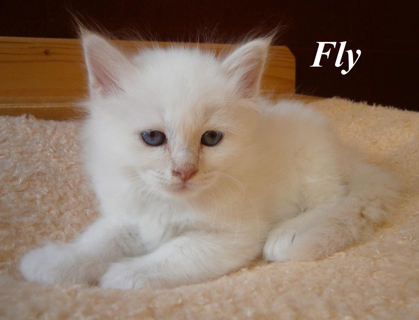 Fly the cosy One – Birma (Heilige Birma) Kitten, Cream Tabby Point – Foto 3