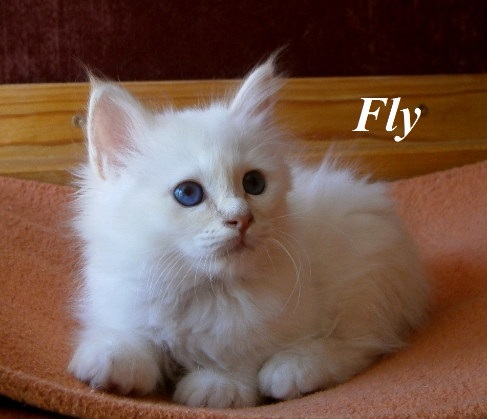 Fly the cosy One