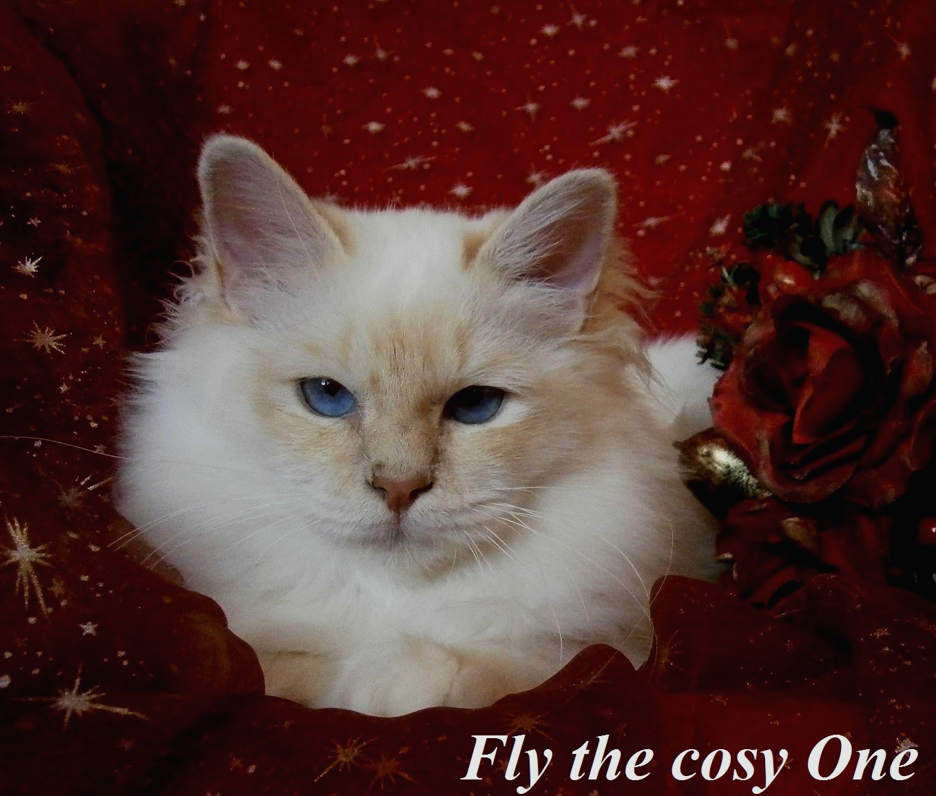 Fly the cosy One – Heilige Birma, Cream Tabby Point – Foto 2