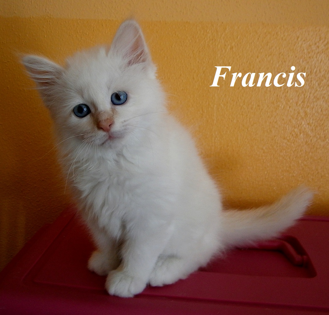 Francis