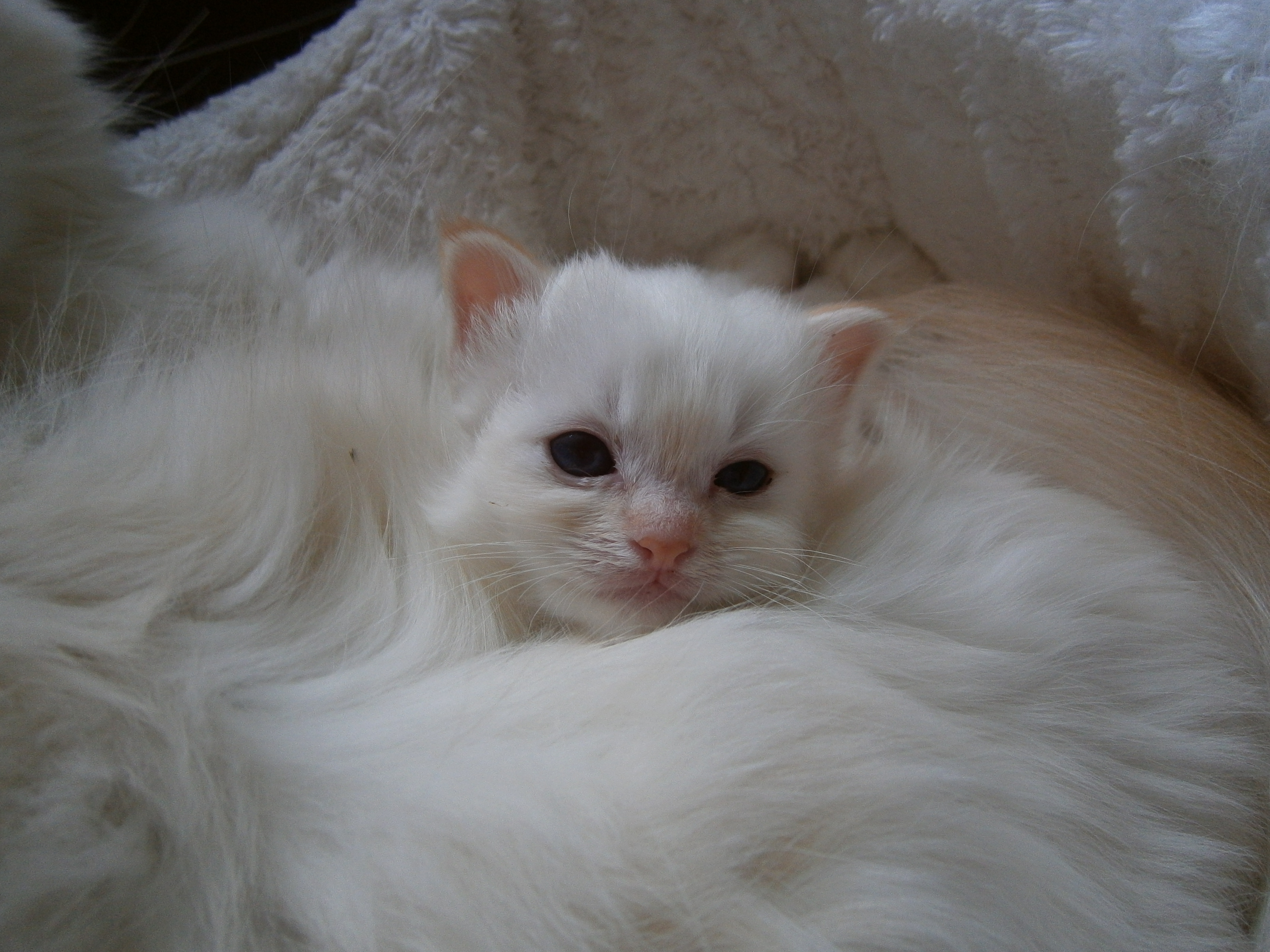 Garfield – Birma (Heilige Birma) Kitten, Red Tabby Point – Foto 3