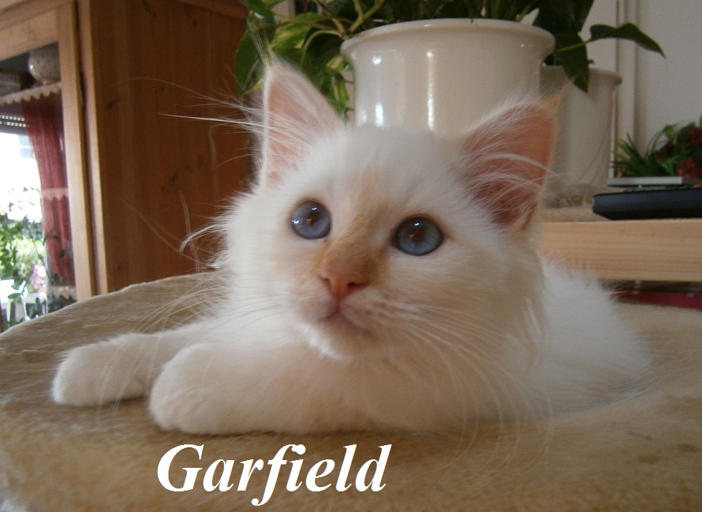 Garfield