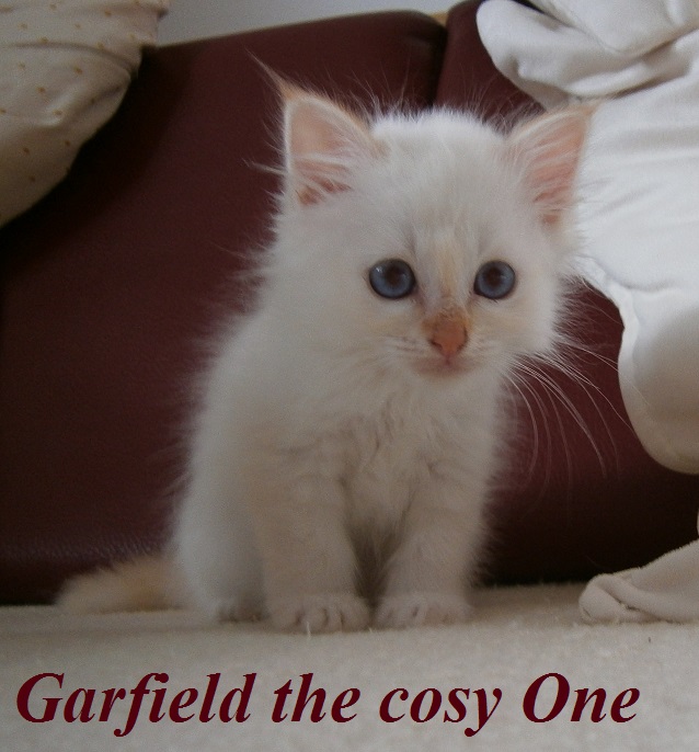 Garfield – Birma (Heilige Birma) Kitten, Red Tabby Point – Foto 2