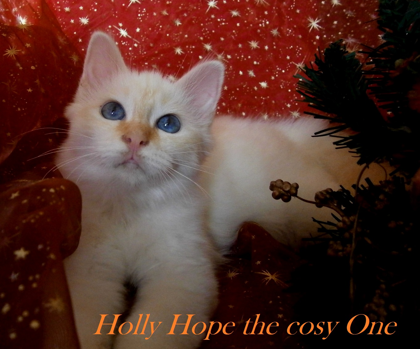 Holly Hope
