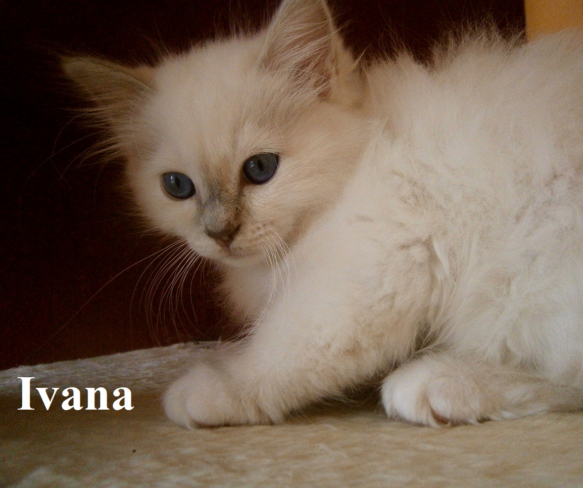 Ivana the cosy One – Sacred Birman, Lilac Tortie Point – Photo 3