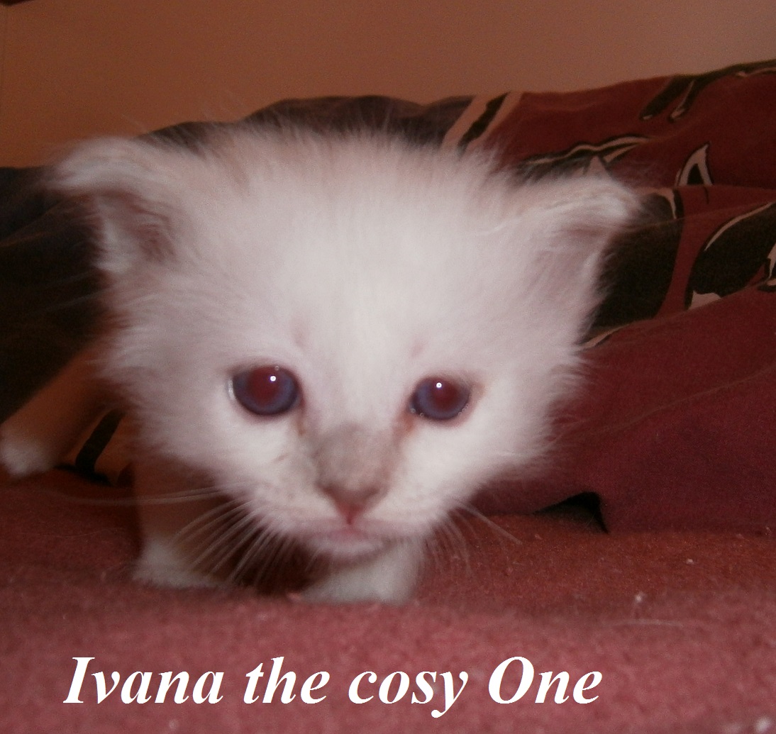Ivana the cosy One – Sacred Birman, Lilac Tortie Point – Photo 4