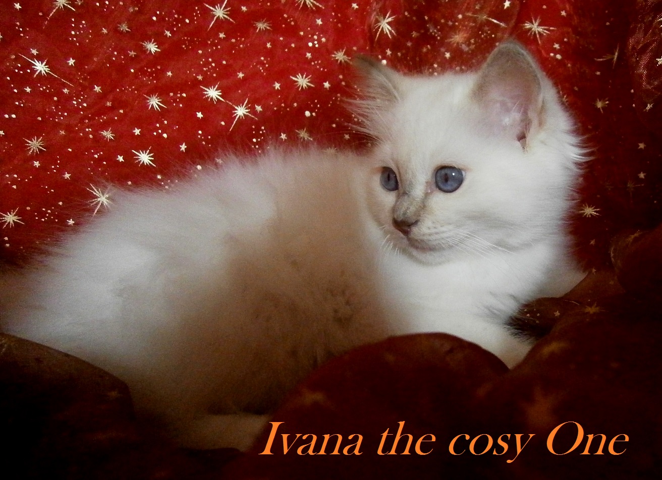 Ivana the cosy One – Sacred Birman, Lilac Tortie Point – Photo 2