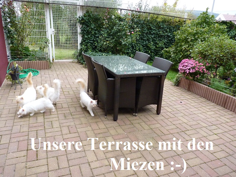 Unsere Terrasse mit den Miezen