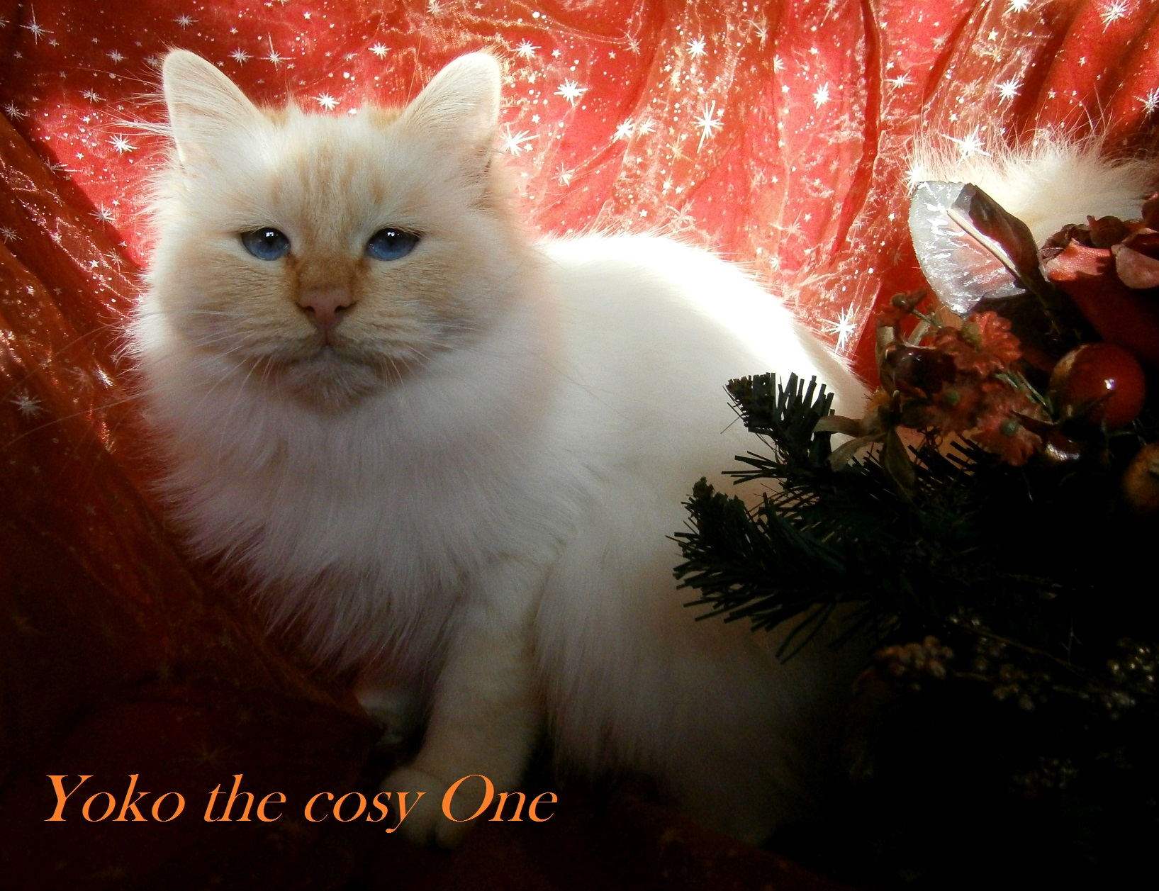 Yoko the cosy One – Heilige Birma, Red Point – Foto 2