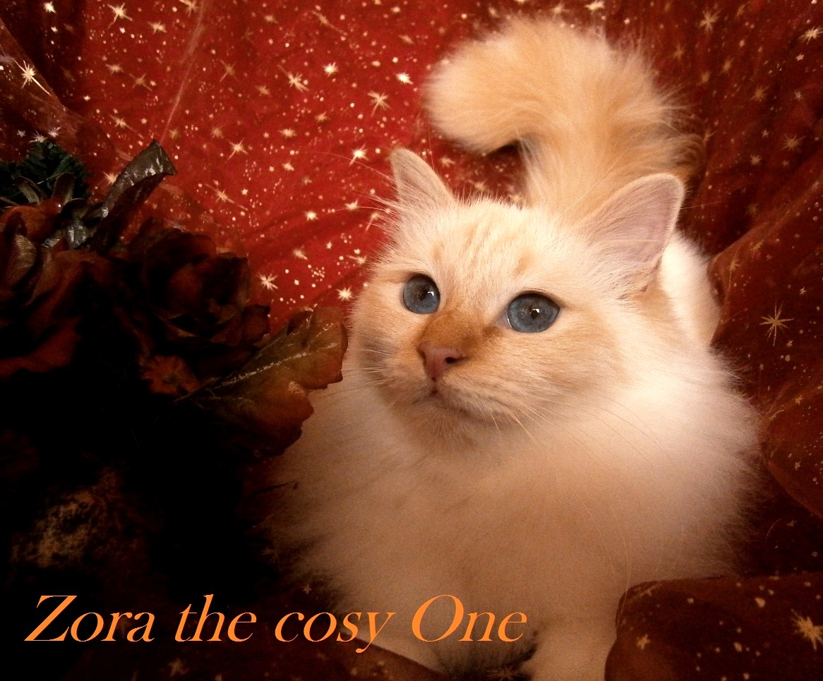 Zora the cosy One – Sacré de Birmanie, Red Tabby Point – Photo 2