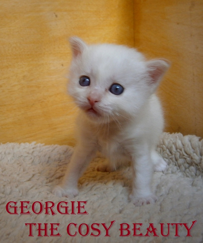 Georgie – Birma (Heilige Birma) Kitten, Red Point – Foto 3