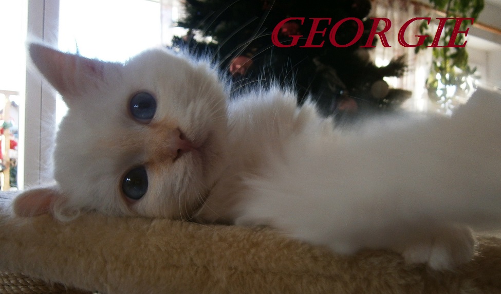 Georgie