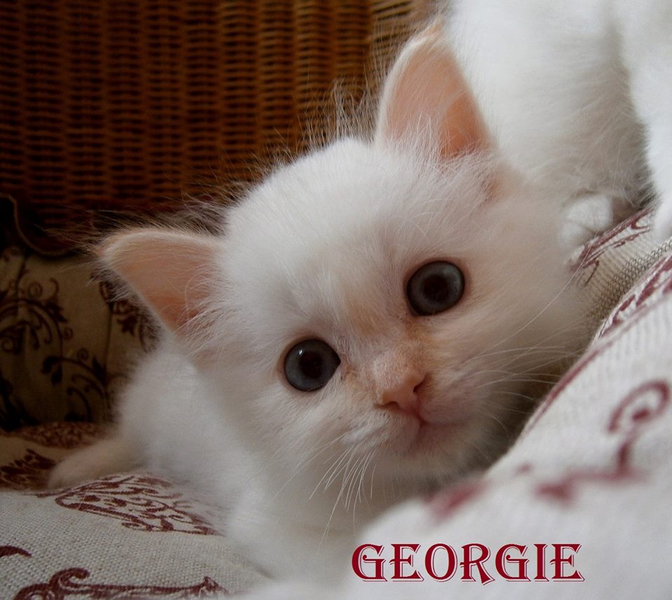 Georgie – Birma (Heilige Birma) Kitten, Red Point – Foto 2