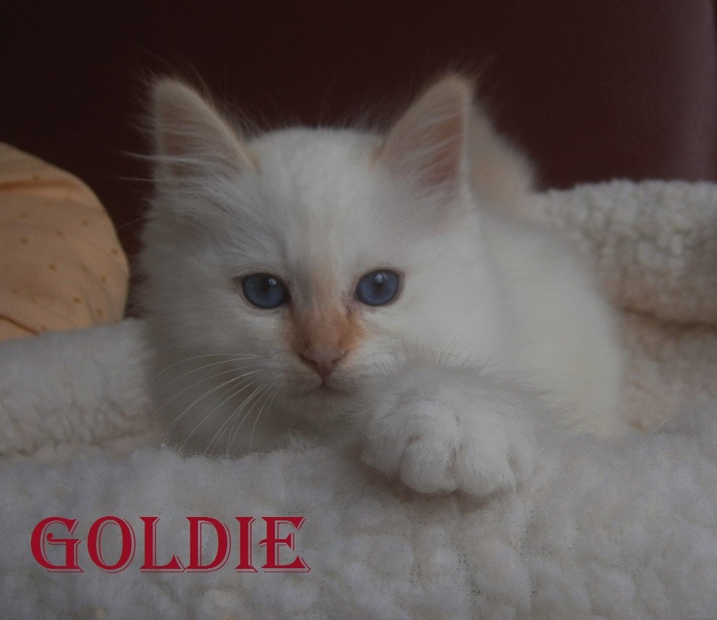 Goldie the cosy Beauty – Heilige Birma, Red Point – Foto 4