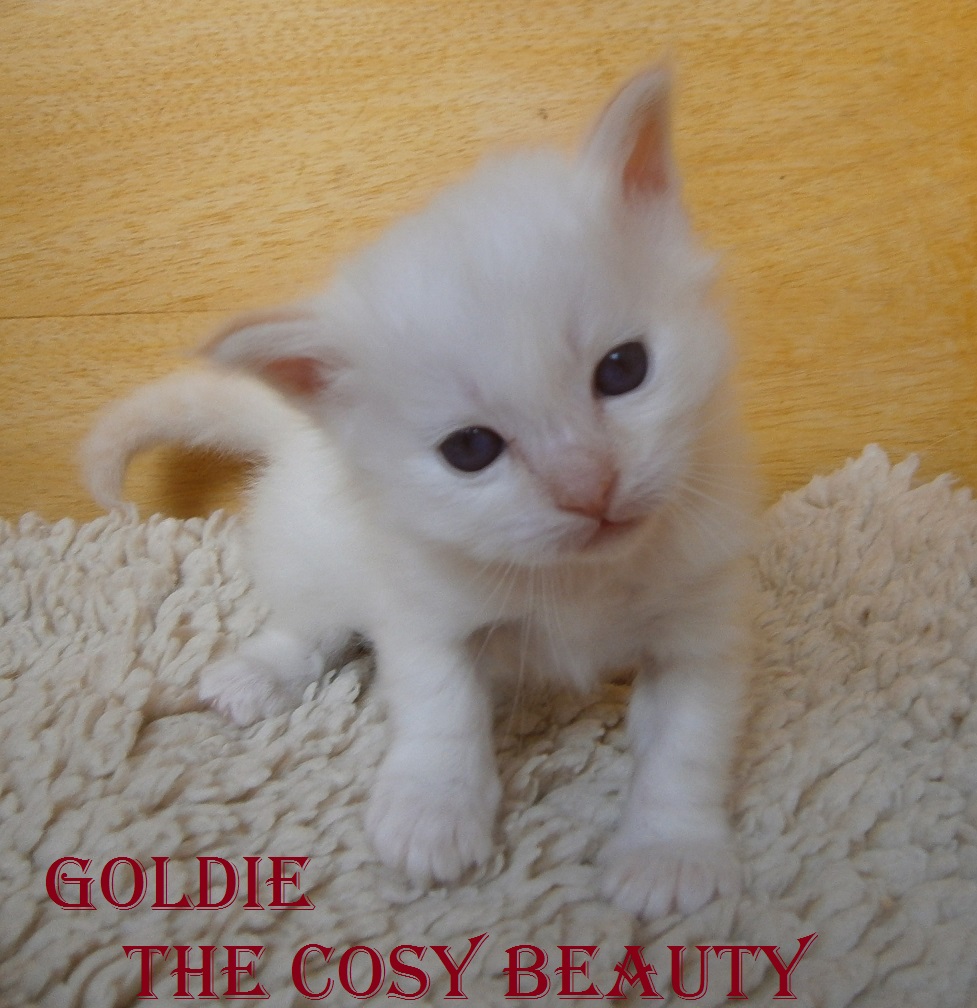 Goldie the cosy Beauty – chaton Sacré de Birmanie, Red Point – Photo 3