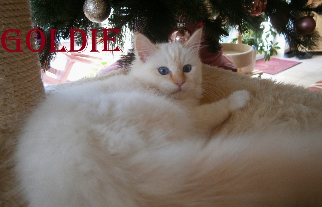 Goldie the cosy Beauty – Heilige Birma, Red Point – Foto 3